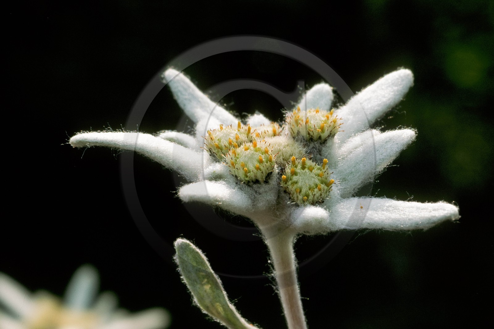 Edelweiss, Leontopodium alpinum Edelweiss, Leontopodium alpinum
