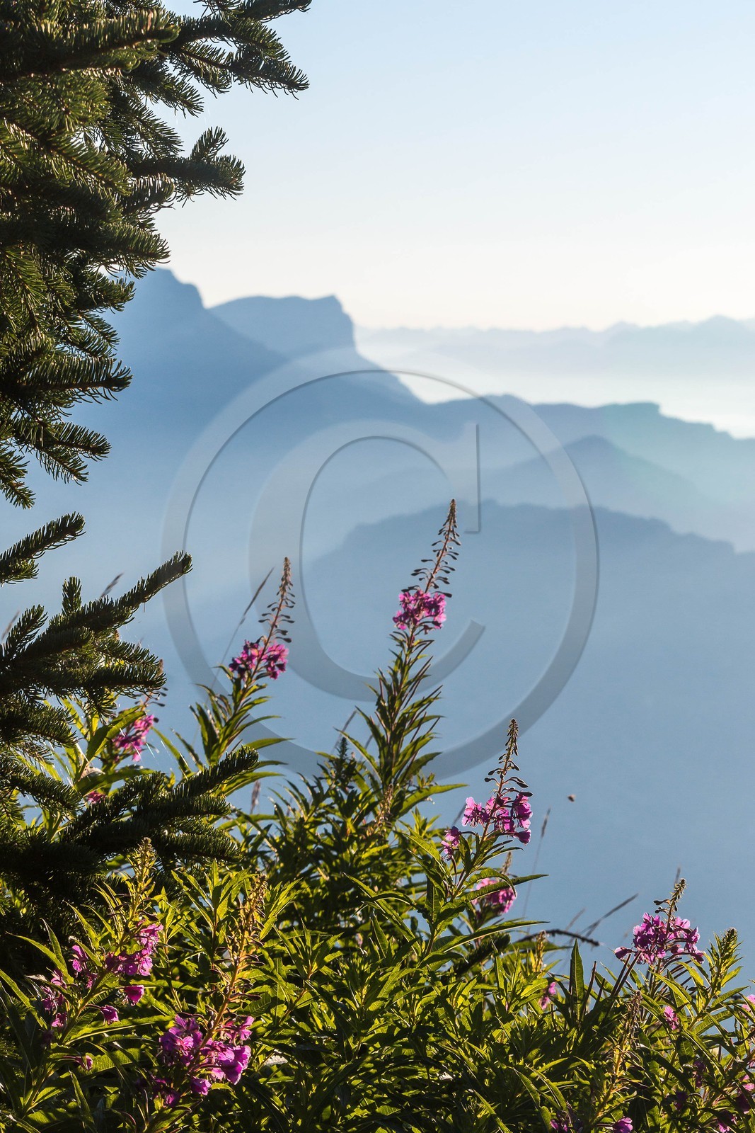 ENS de l'Isère, Plateau de la Molière et du Sornin, vue sur la Chartreuse