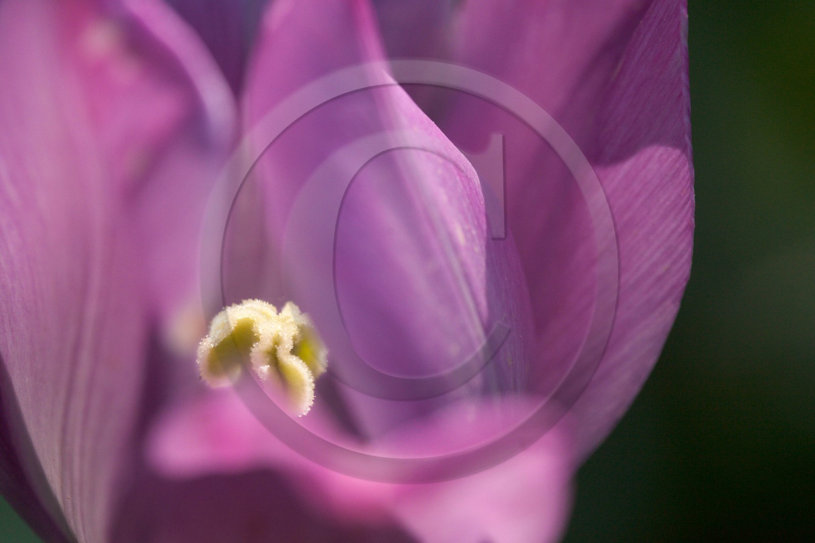 Tulipe de Guillestre, Tulipa platystigma Tulipe de Guillestre, Tulipa platystigma