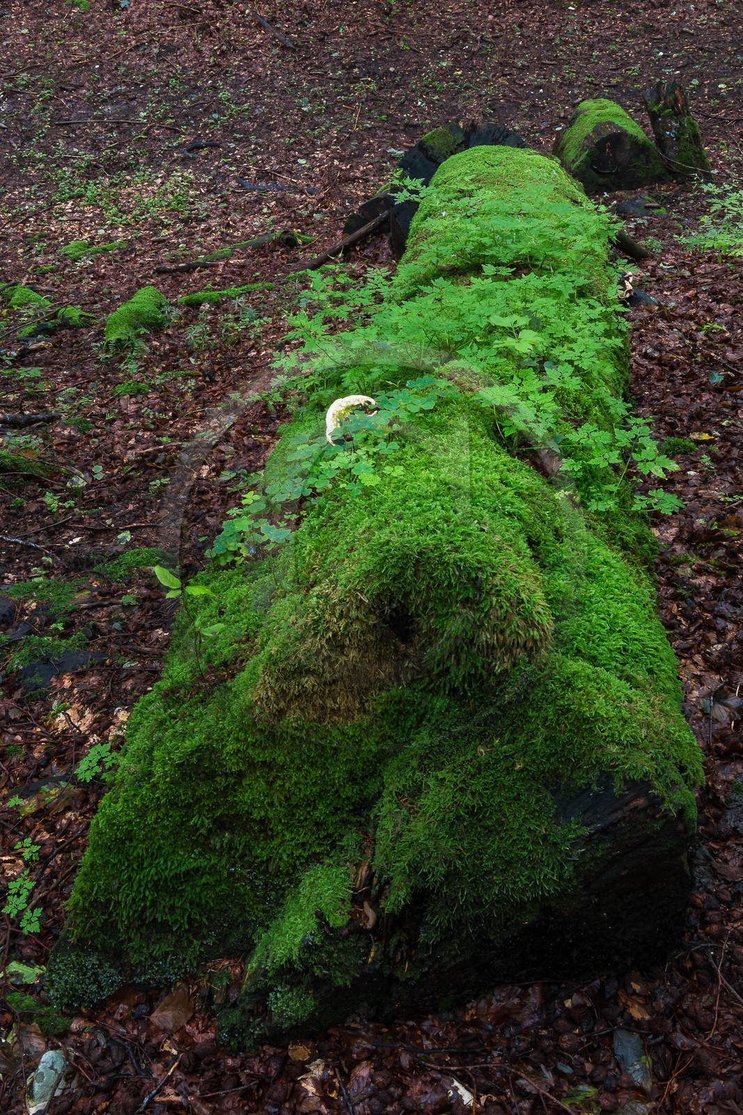 ENS de l'Isère, Les Ecouges