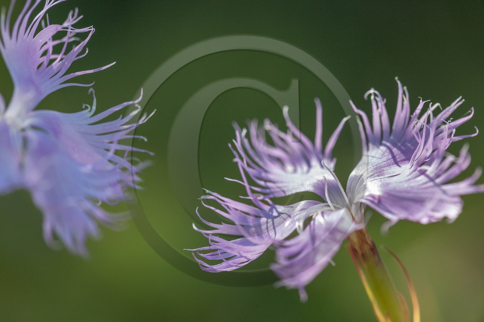 Œillet de Montpellier, Dianthus hyssopifolius Œillet de Montpellier, Dianthus hyssopifolius