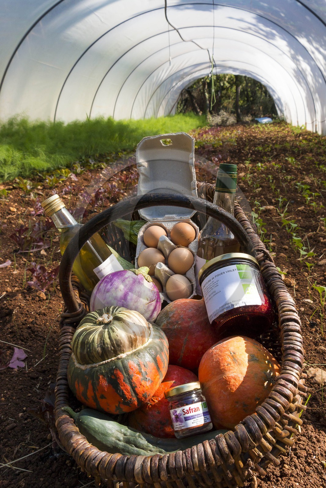 Entre Terre et Miel, Julien Ancel, apiculteur, agriculteur, maraichage