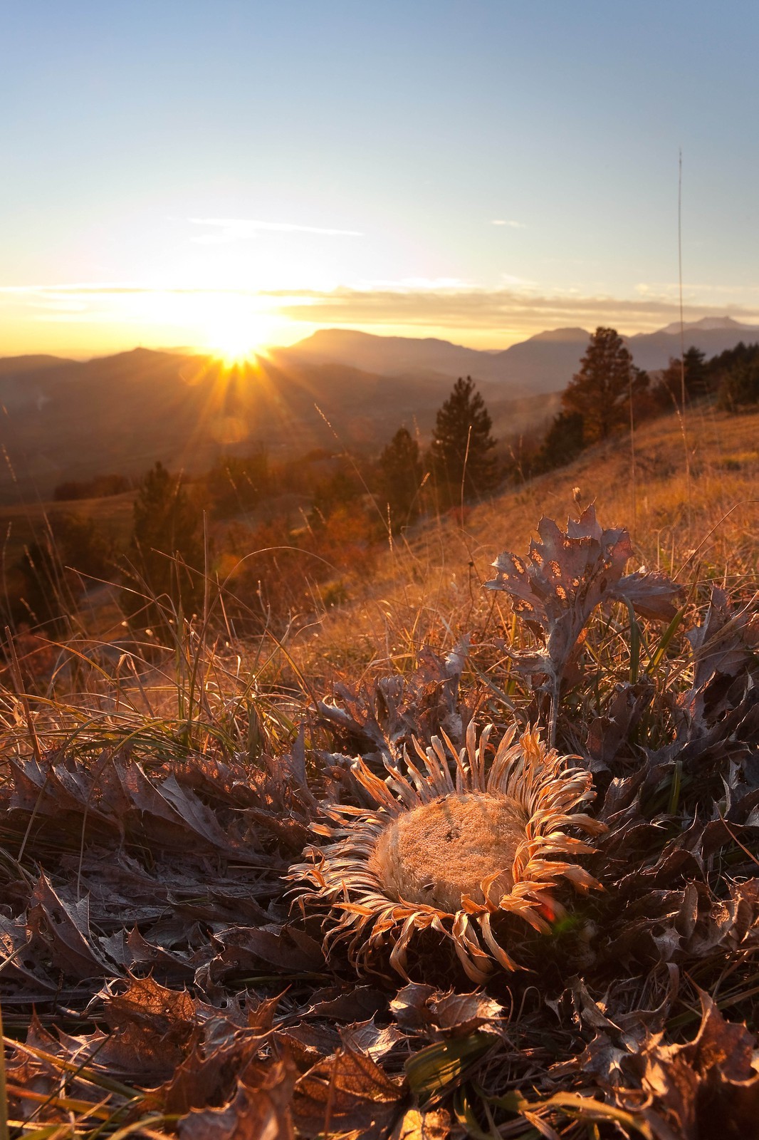 Carline à feuilles d'acanthe, Carlina acanthifolia