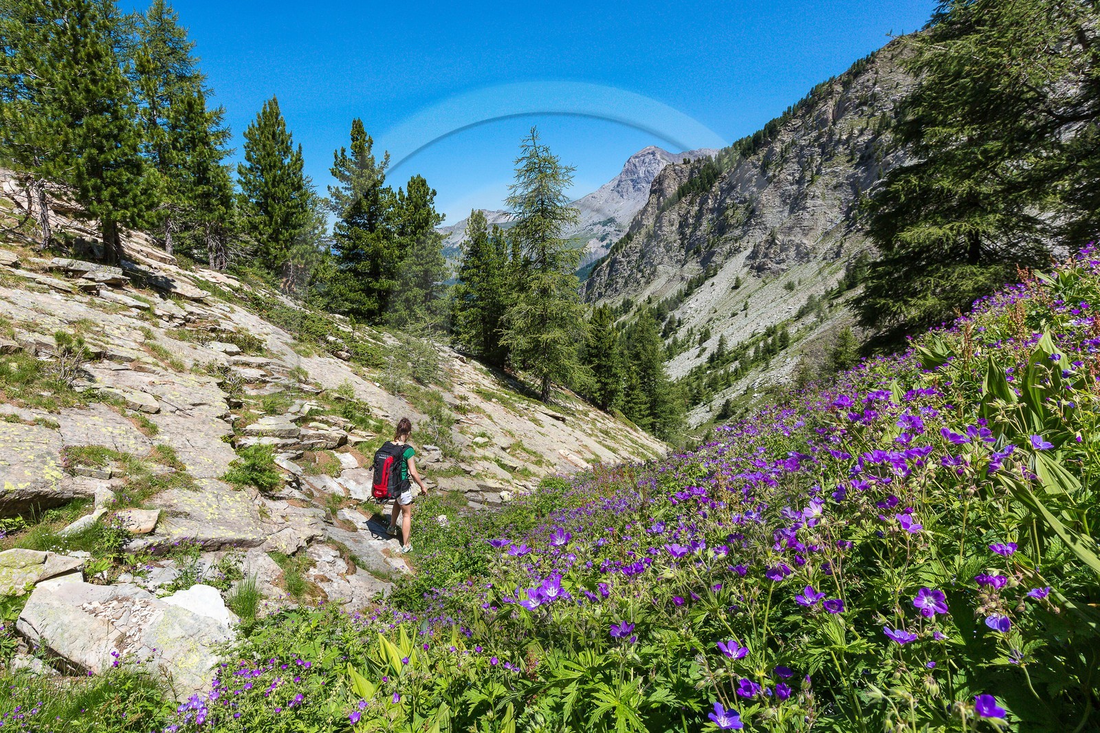 Ubaye, Vallon du Laverq, géranium des bois, Geranium sylvaticum