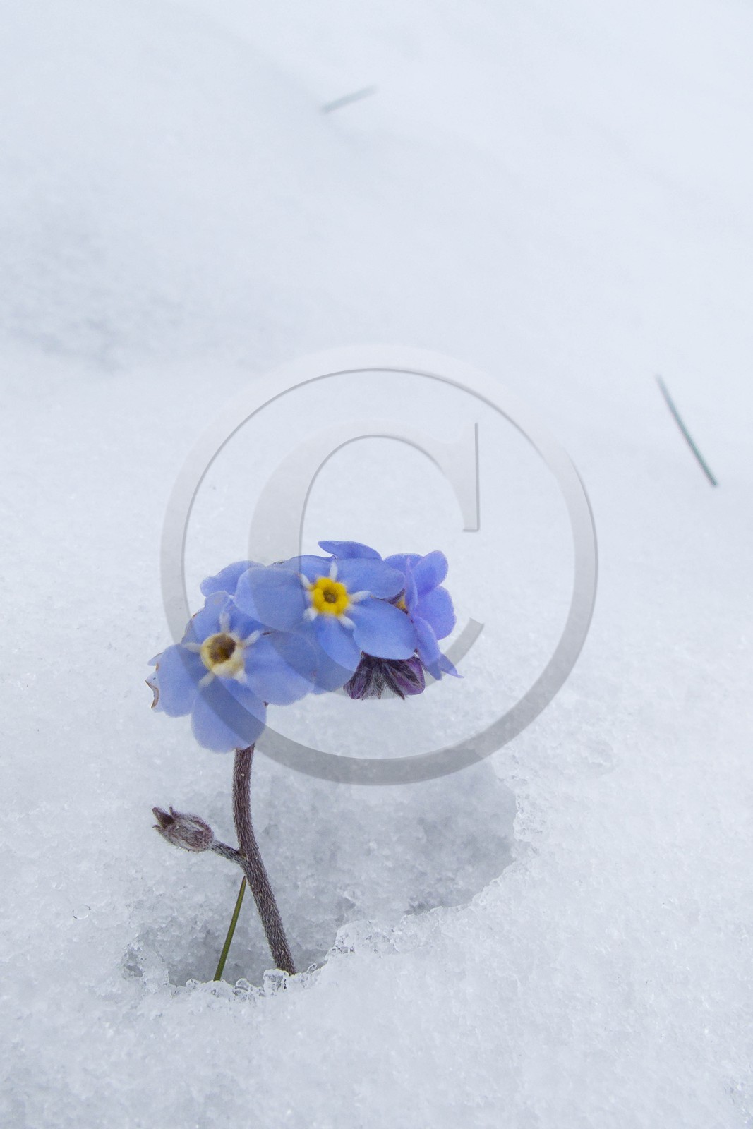 Myosotis
