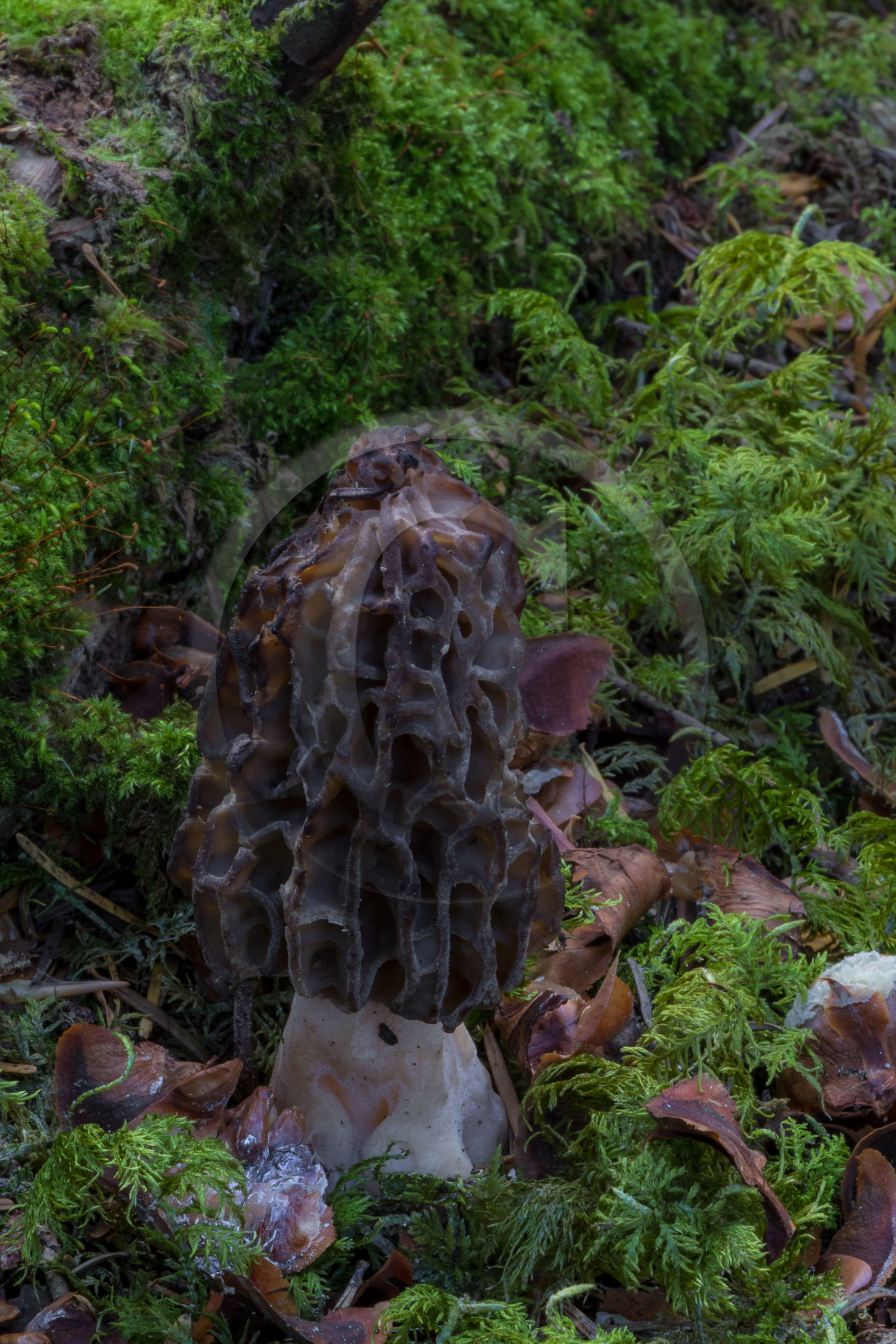 Morille, Morchella