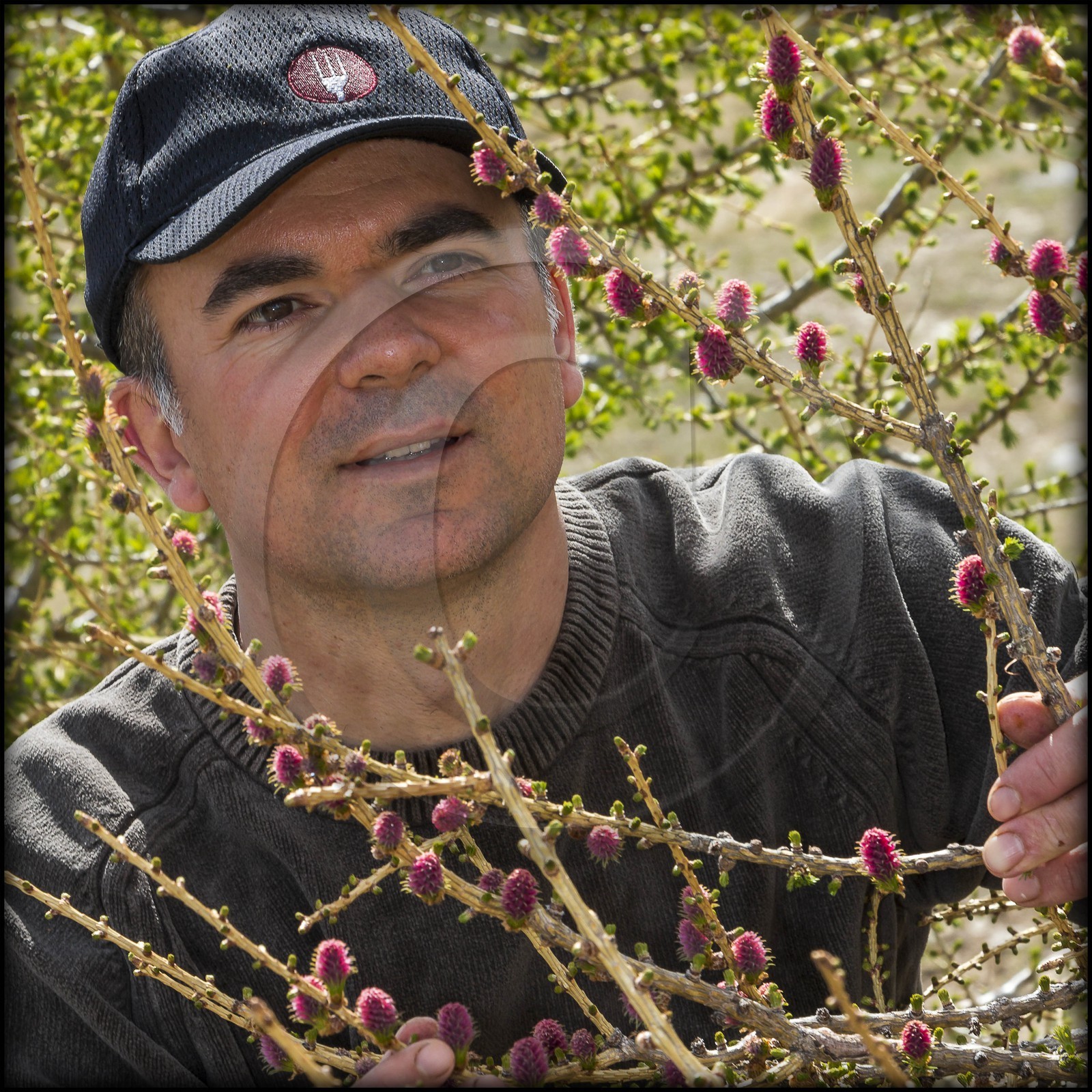 cueillette des fleurs de mélèze