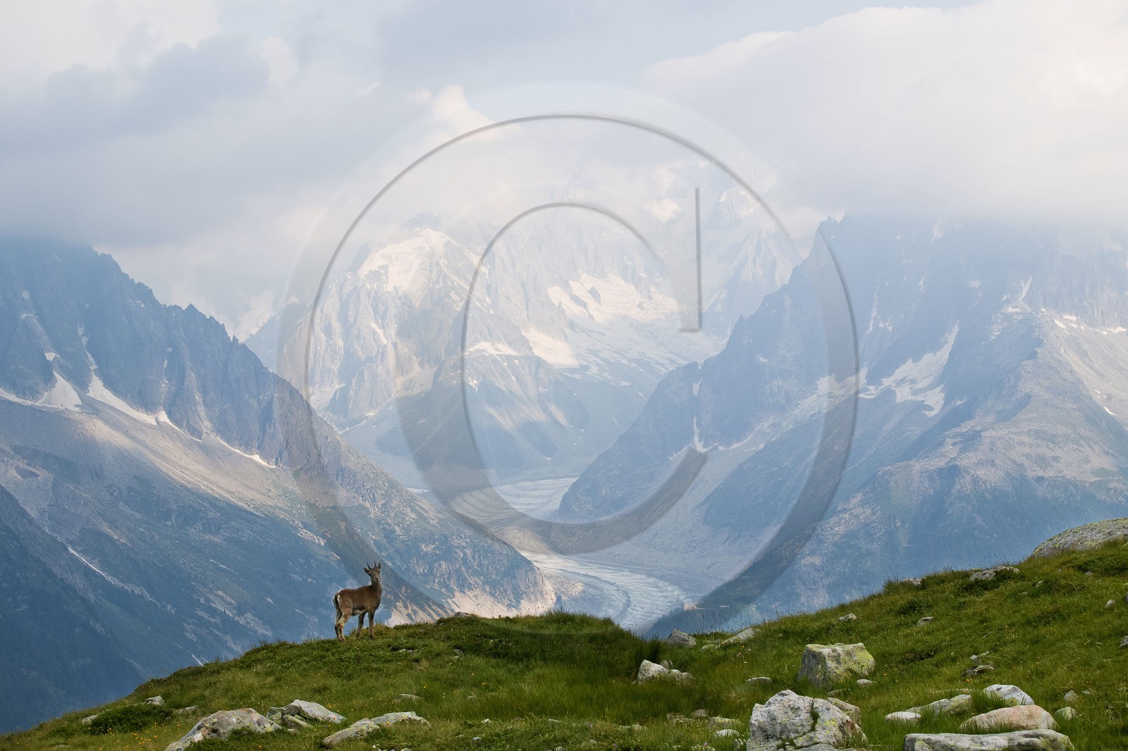 Bouquetin, ou bouquetin des Alpes (Capra ibex)