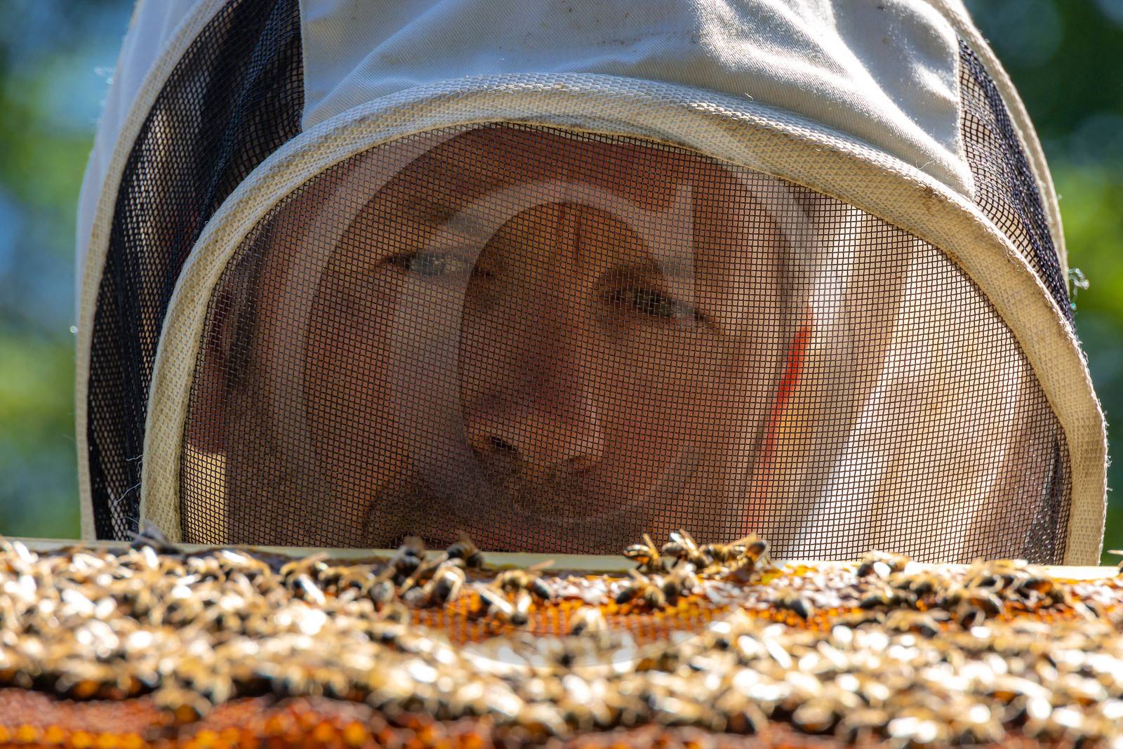 Jean-Jacques Daubert - Apiculteur