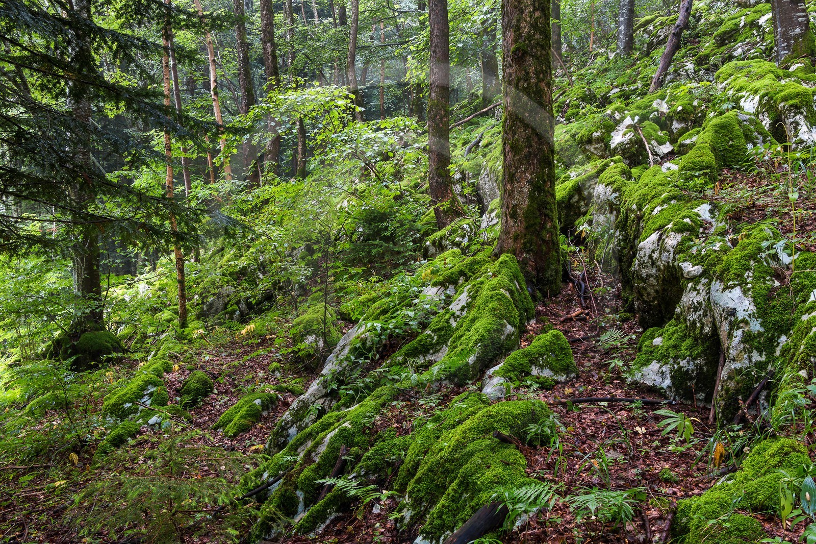 ENS de l'Isère, Les Ecouges ENS de l'Isère, Les Ecouges