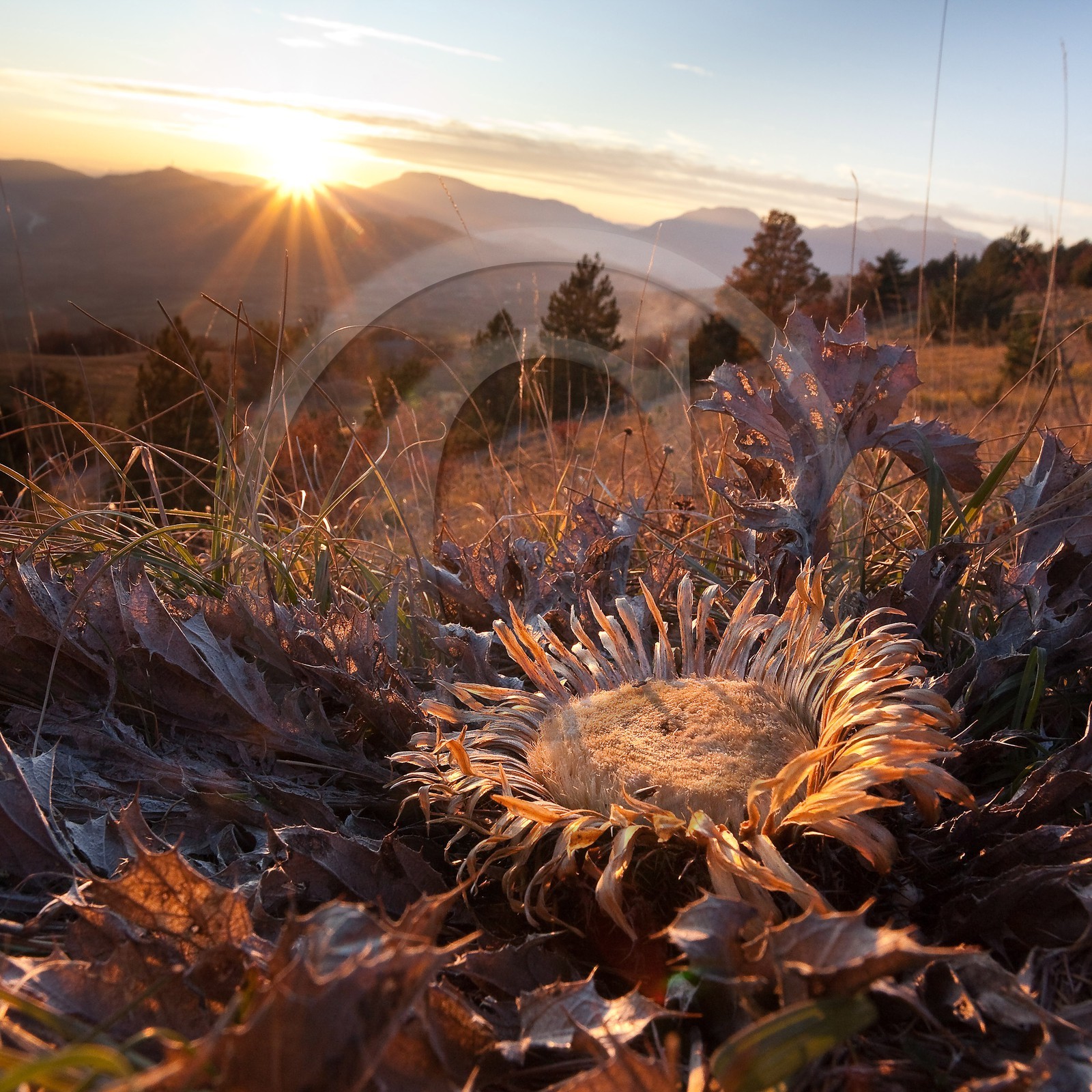 Carline à feuilles d'acanthe, Carlina acanthifolia