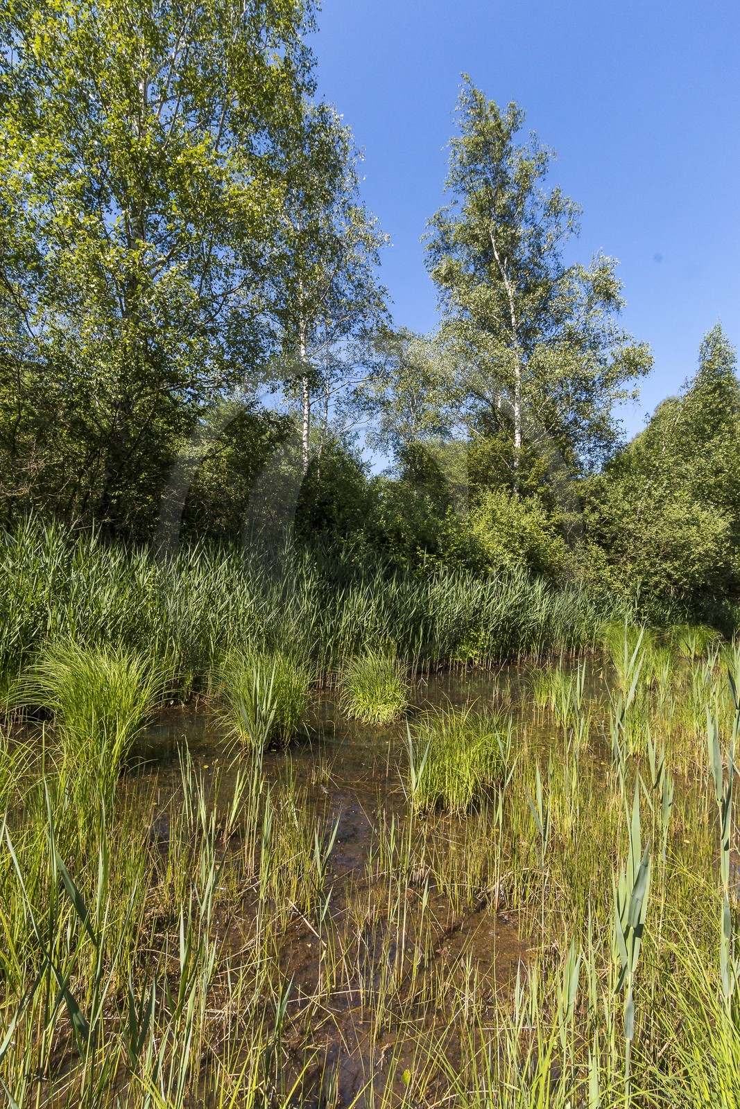 ENS de l'Isère, Marais de Montfort