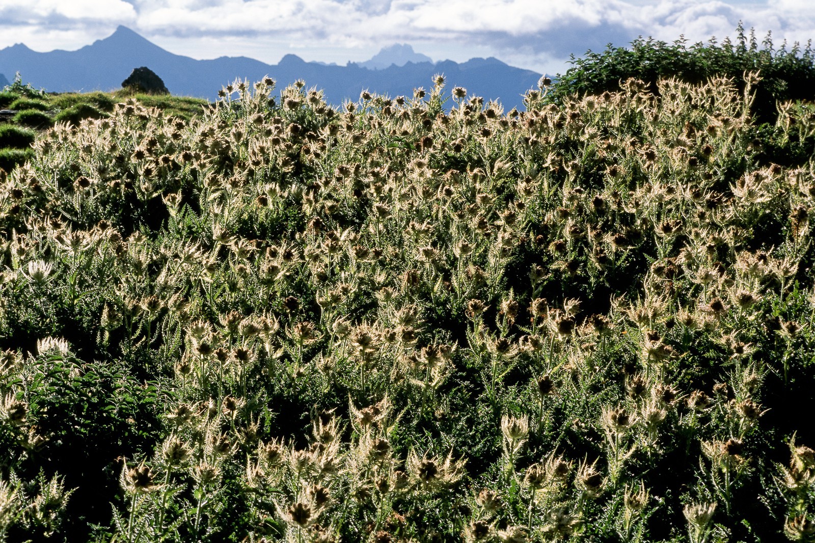 Cirse épineux, Cirsium spinosissimum