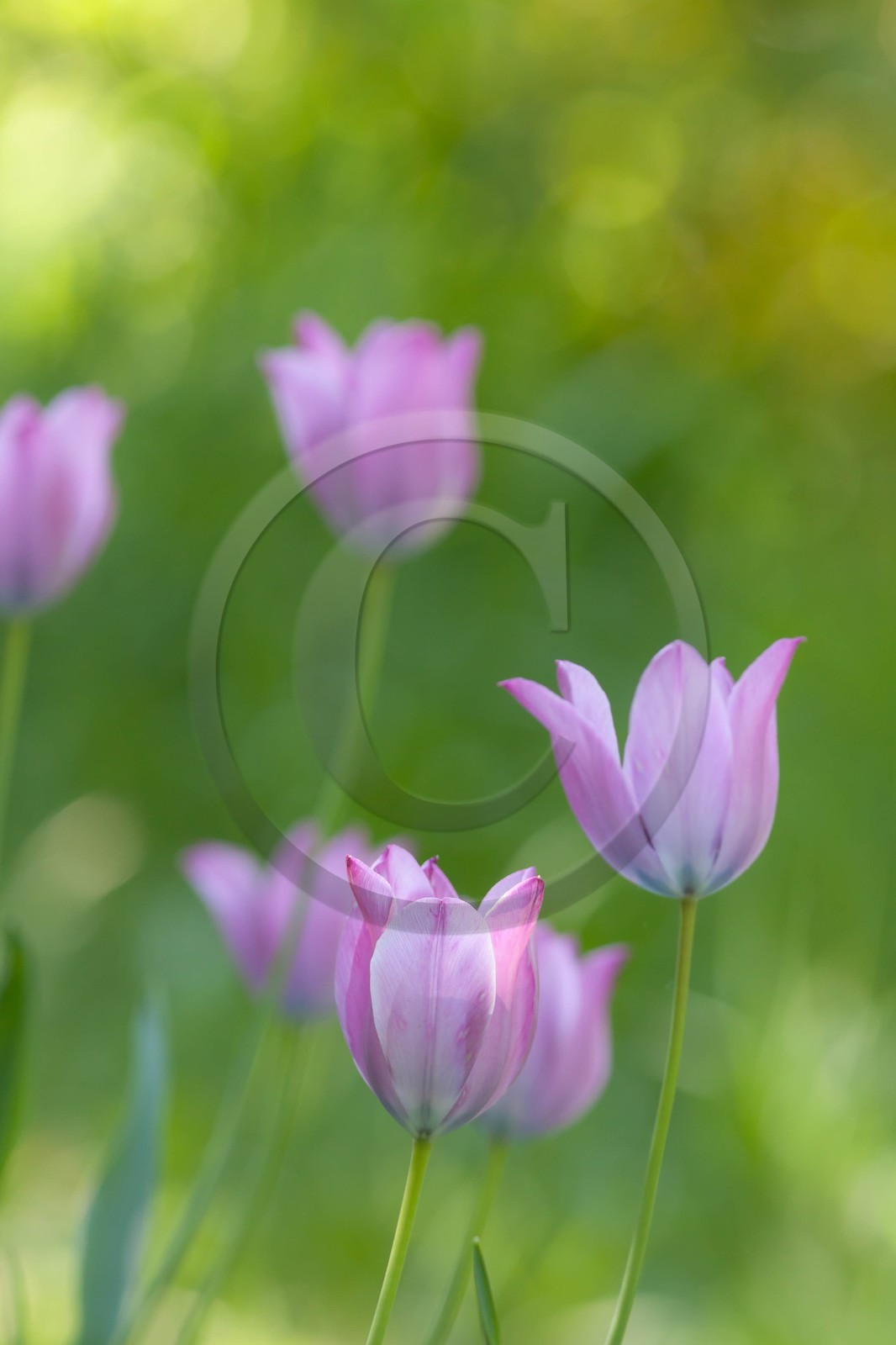 Tulipe de Guillestre, Tulipa platystigma Tulipe de Guillestre, Tulipa platystigma
