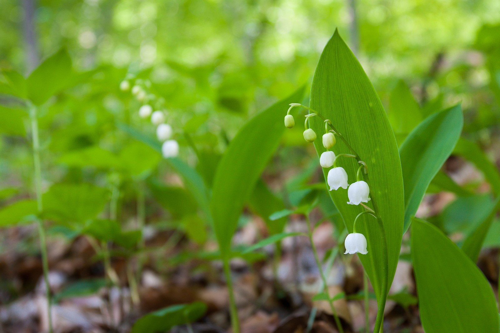 Muguet, Convallaria majalis,