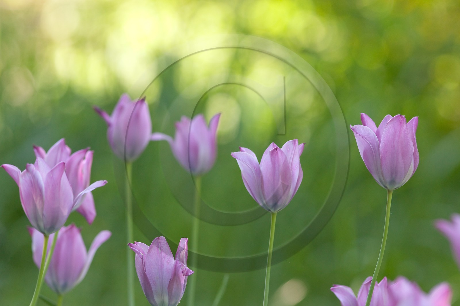 Tulipe de Guillestre, Tulipa platystigma Tulipe de Guillestre, Tulipa platystigma
