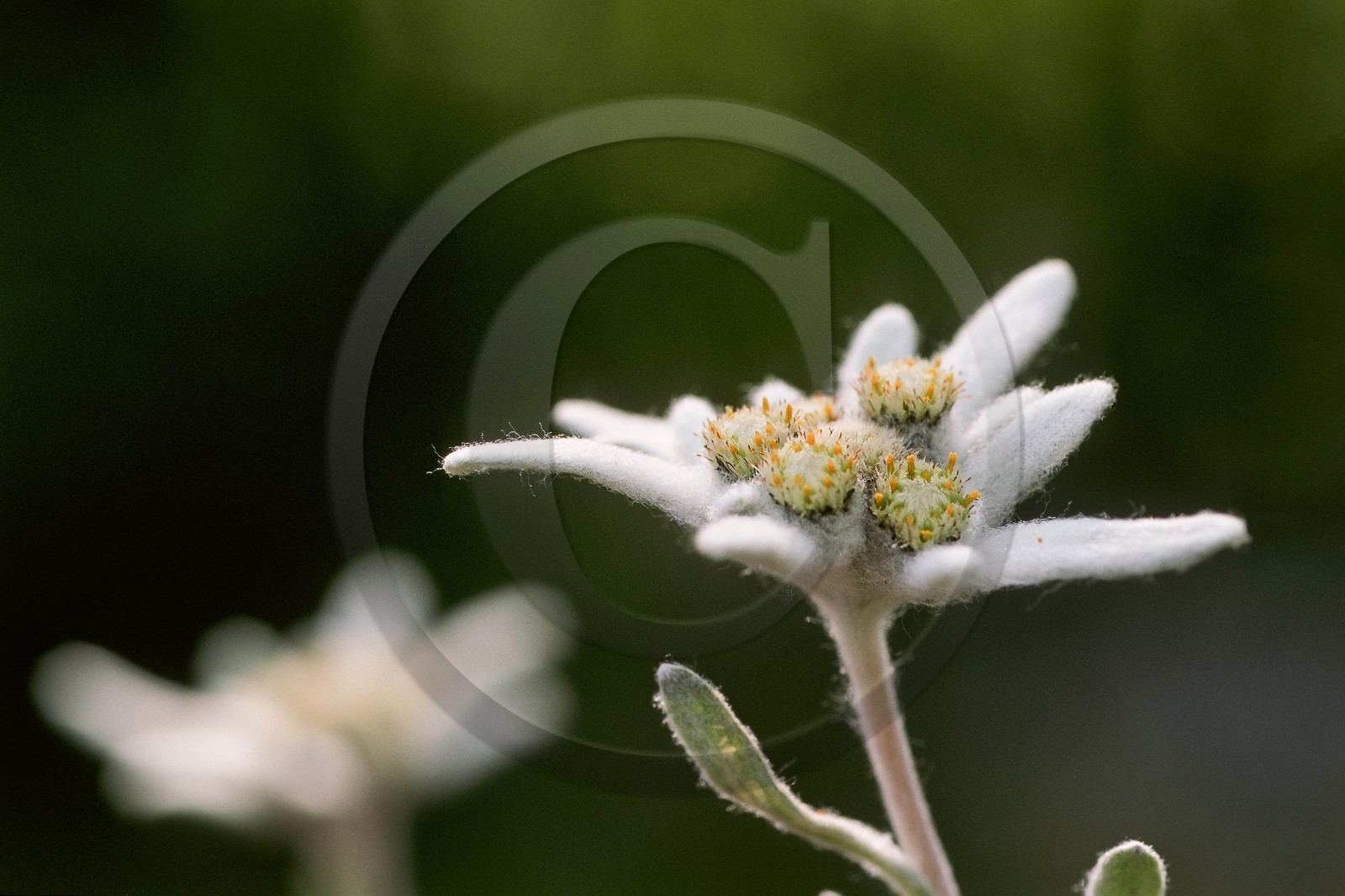 Edelweiss, Leontopodium alpinum