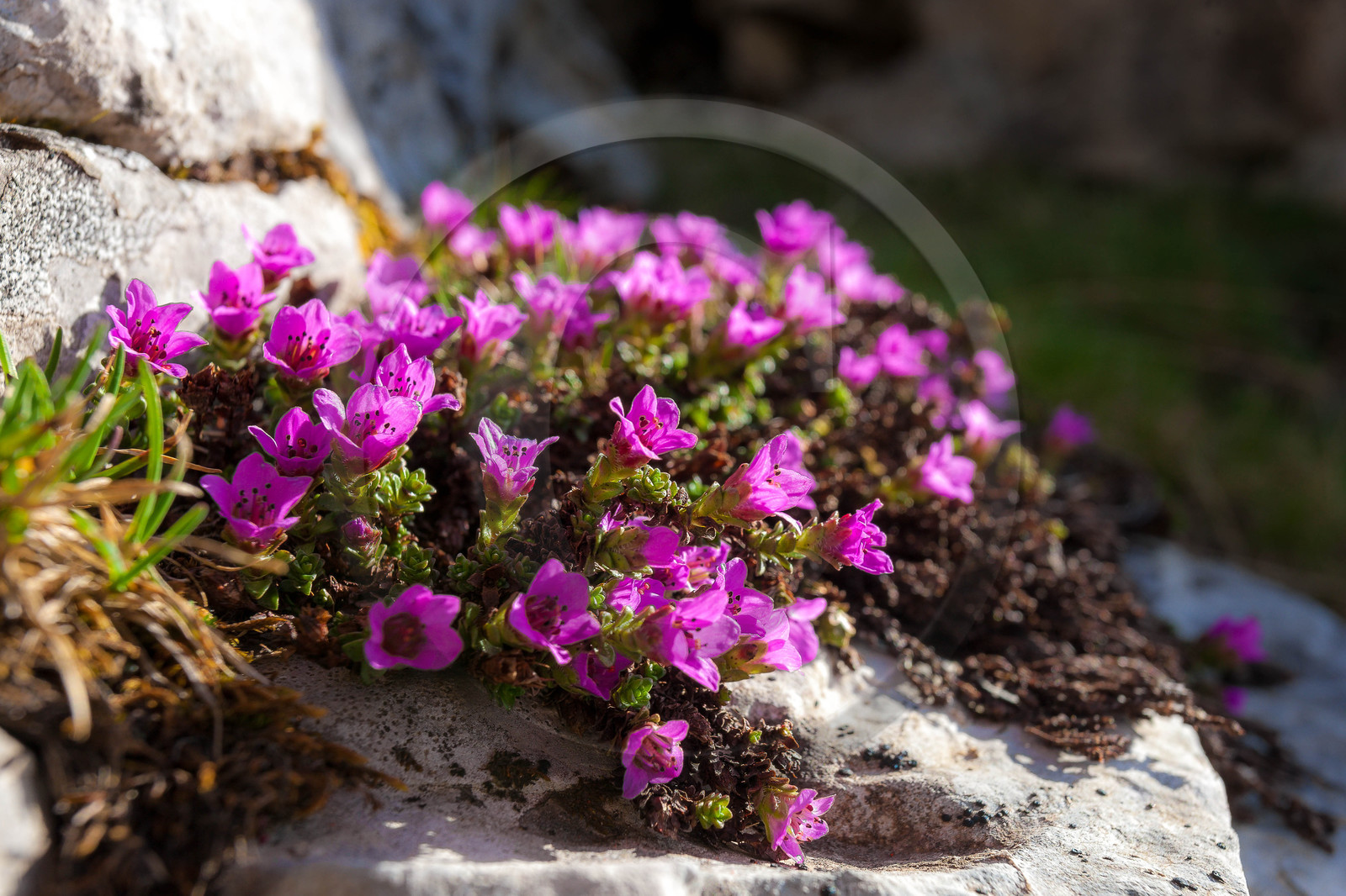 Saxifrage à feuilles opposées