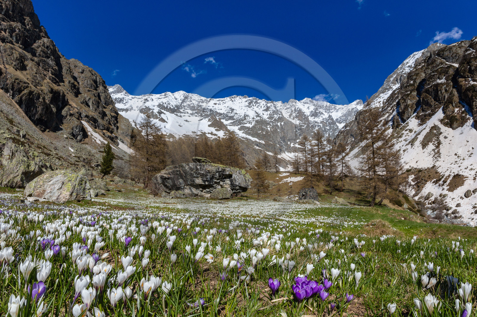Crocus