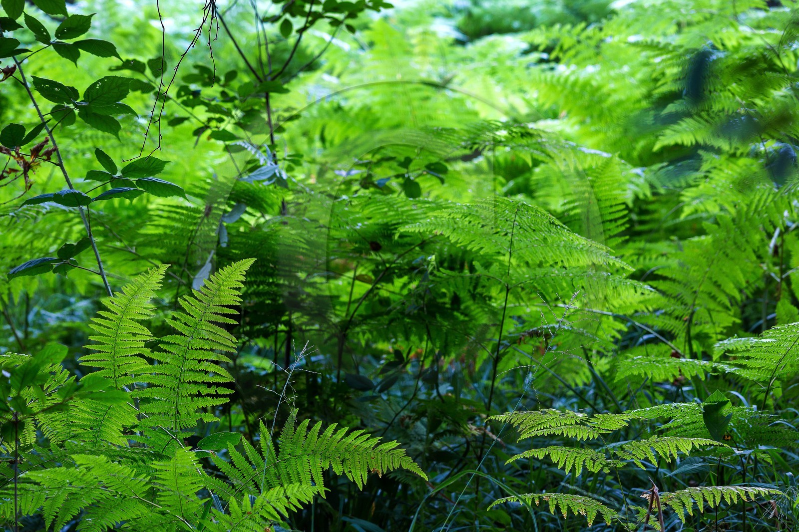 ENS de l'Isère, Tourbière des Planchettes
