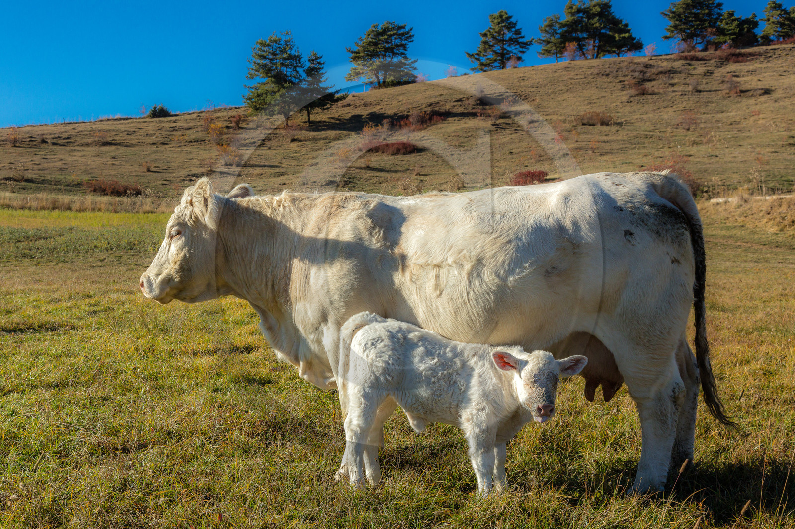 Ferme de Sauron, Laure Marcellin Ferme de Sauron, Laure Marcellin