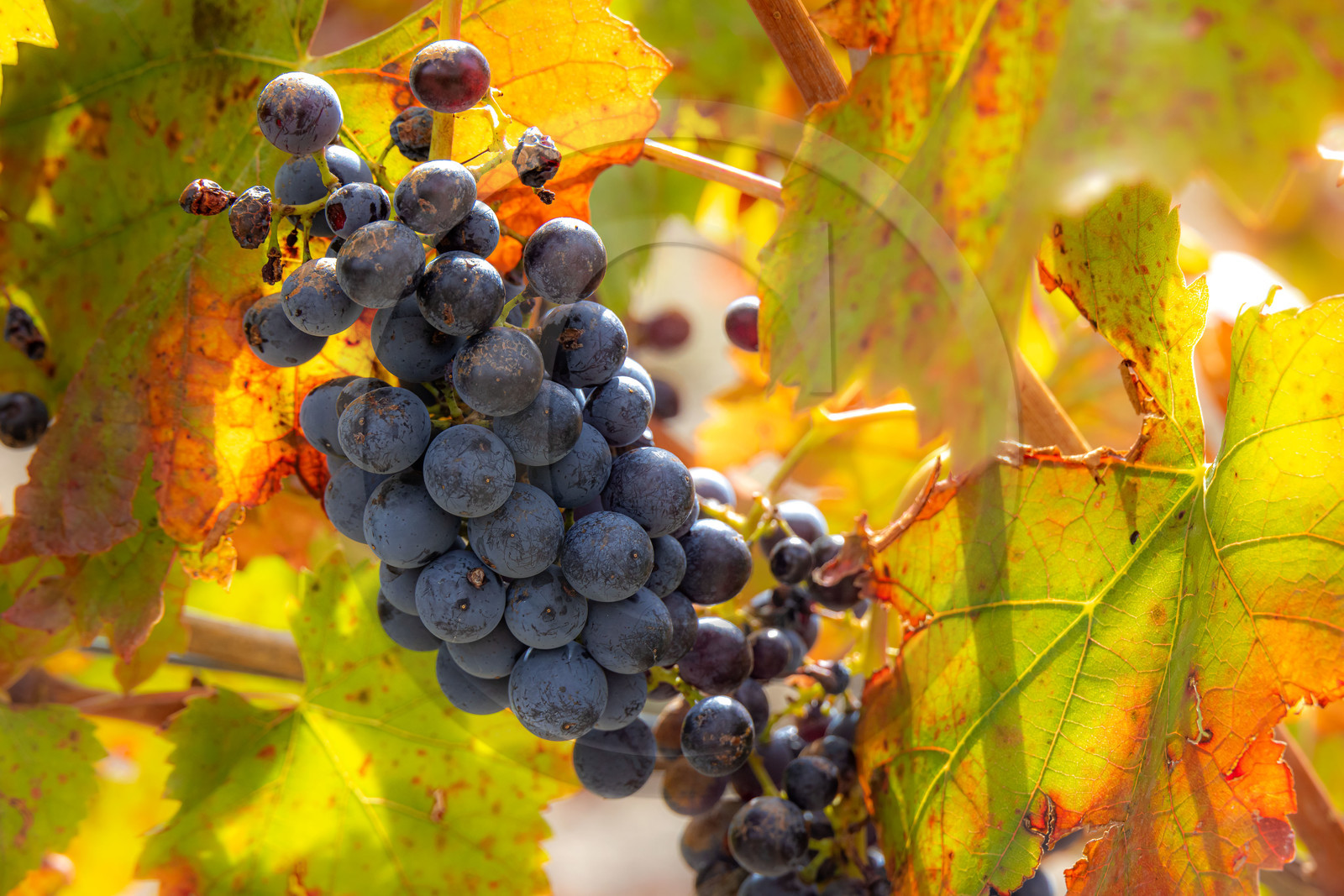 Domaine du Mont Guillaume, cépage le Mollard