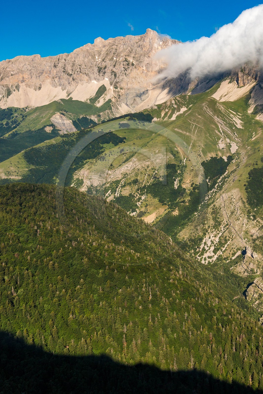Bois du Chapitre, forêt domaniale de Gap-Chaudun