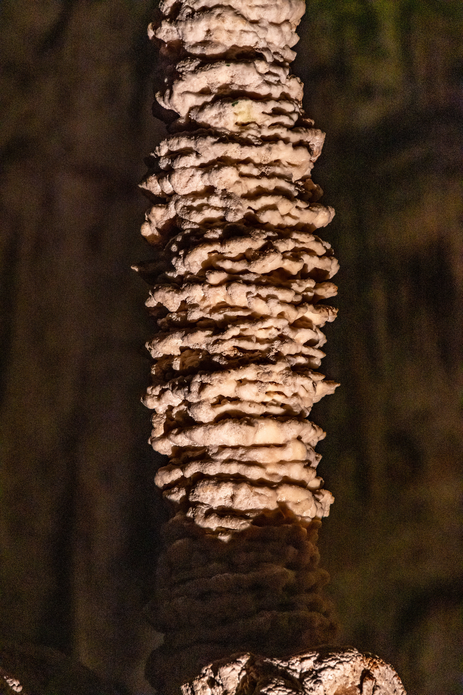 Grotte de Dargilan
