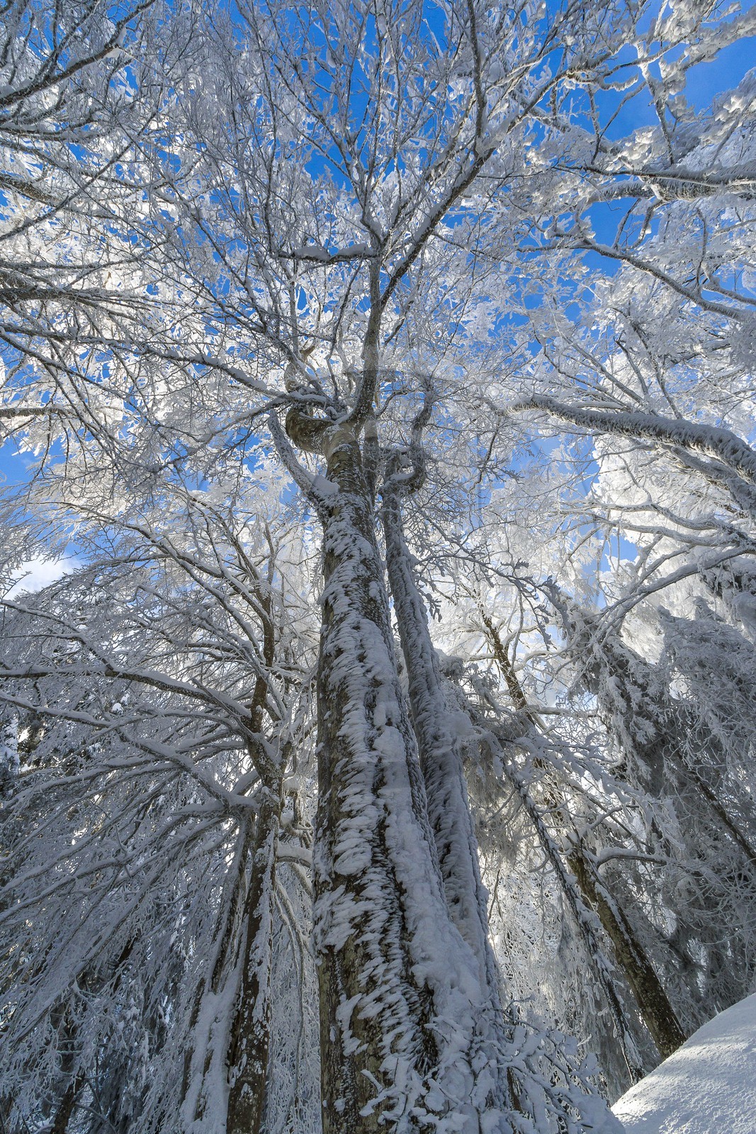 ENS de l'Isère, Les Ecouges ENS de l'Isère, Les Ecouges
