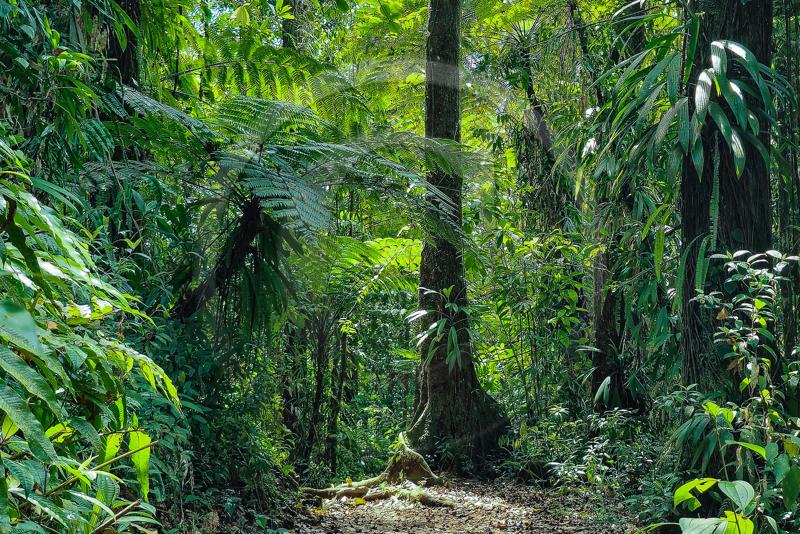 Forêt tropicale, Parc national de la Guadeloupe