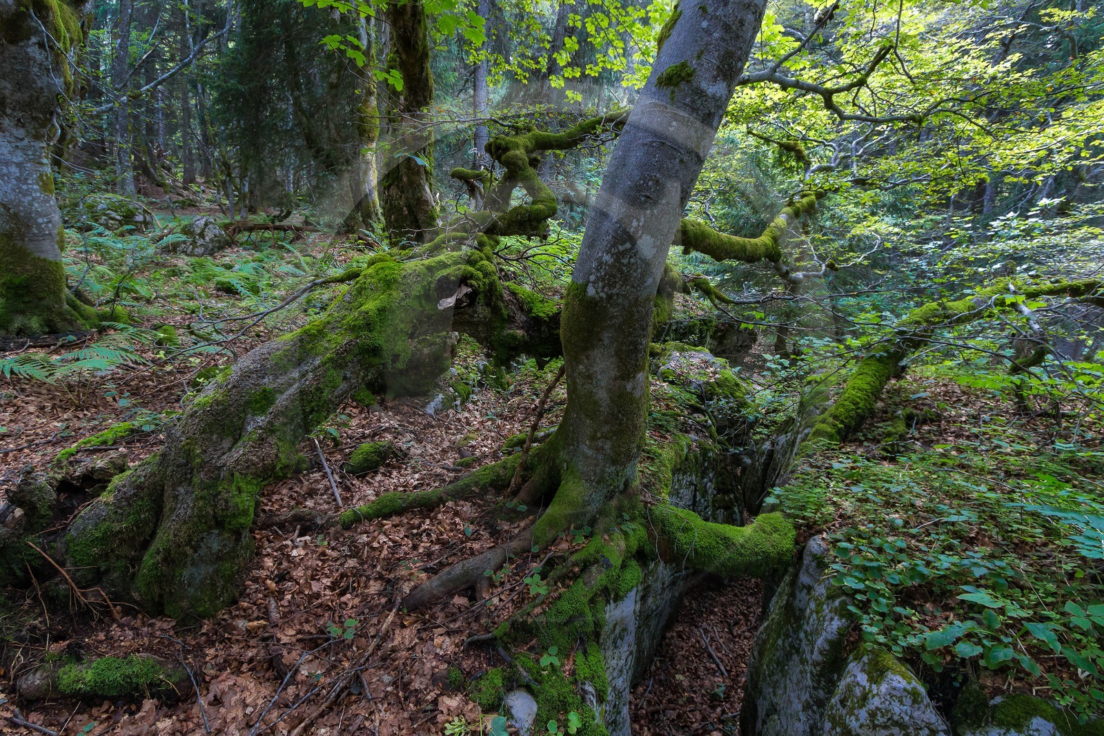 ENS de l'Isère, Plateau de la Molière et du Sornin