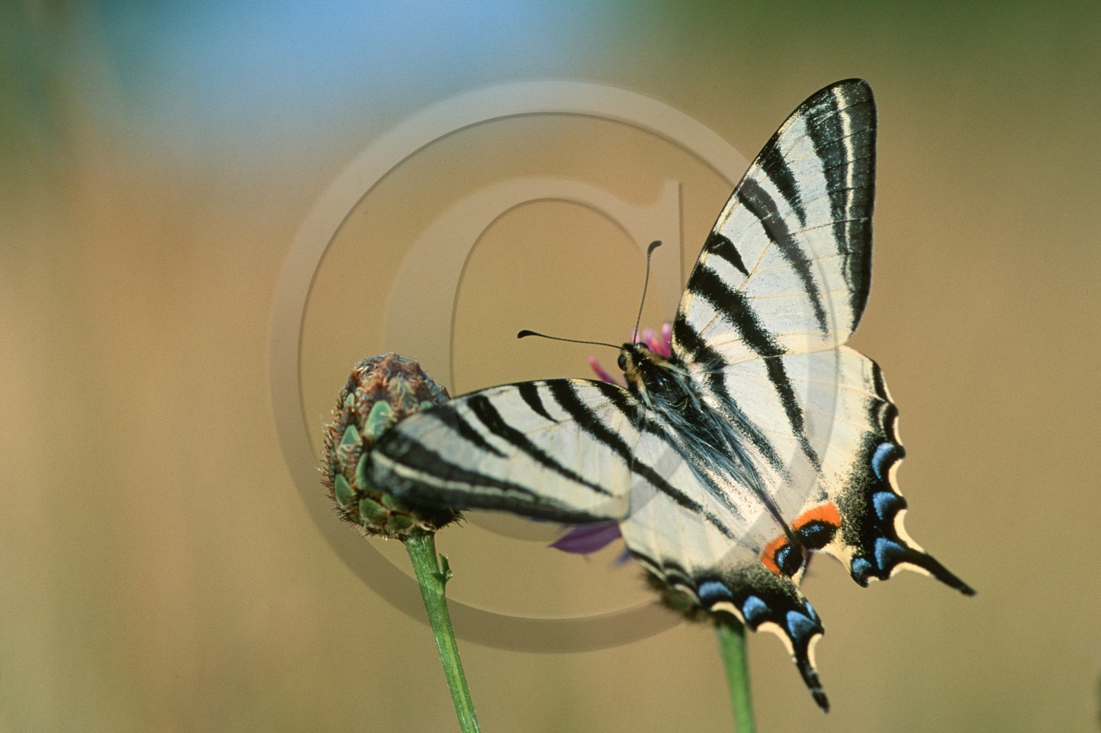 papillon, Flambé, Iphiclides podalirius papillon, Flambé, Iphiclides podalirius