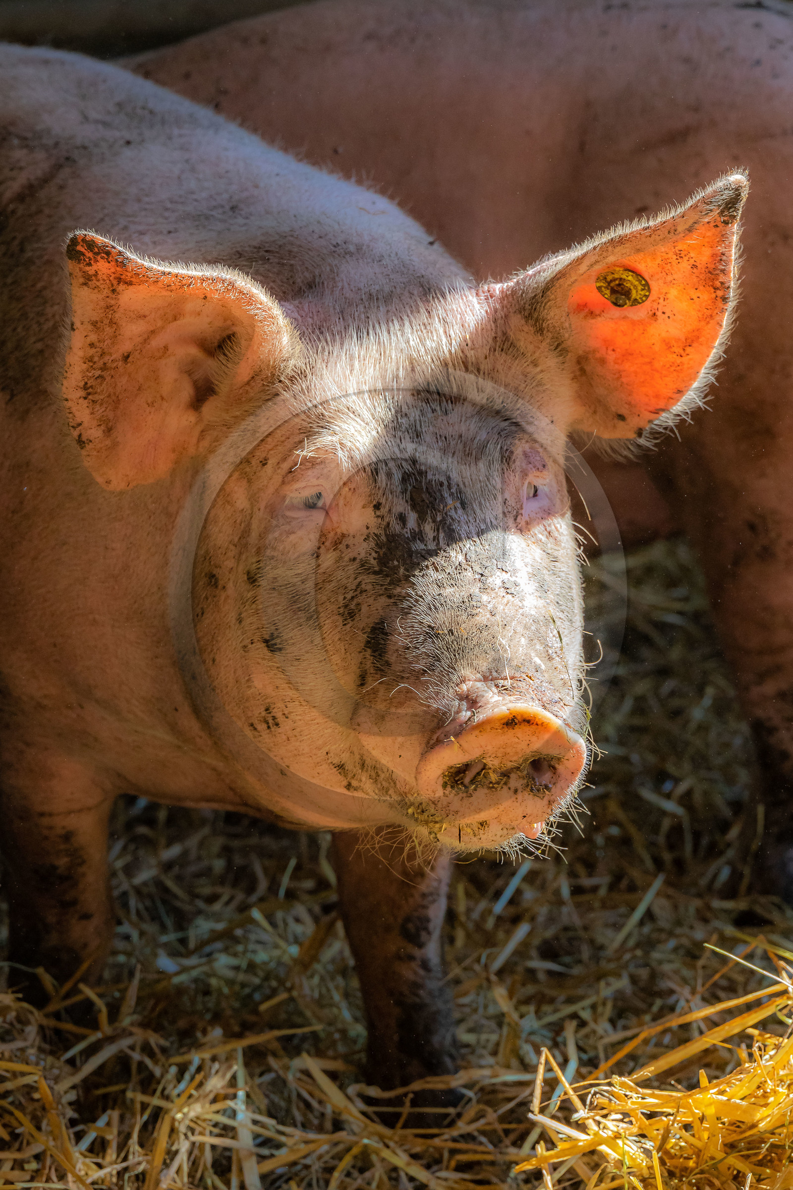 Ferme des Bichoux