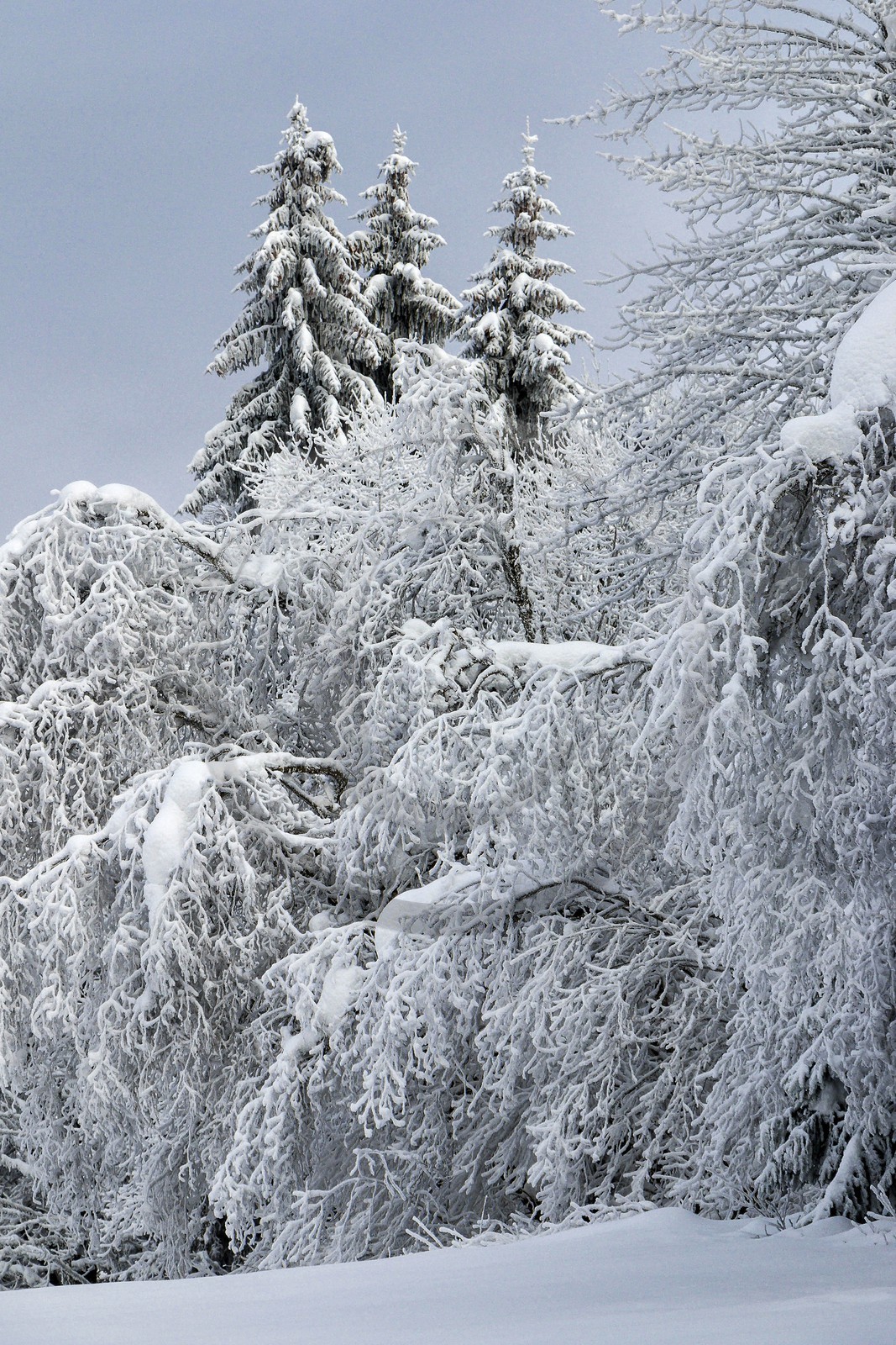 ENS de l'Isère, Les Ecouges ENS de l'Isère, Les Ecouges