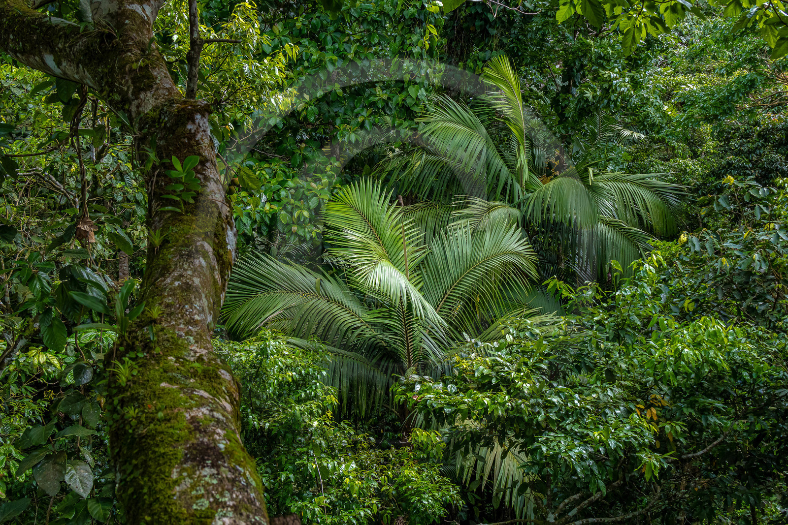 Forêt tropicale, Parc national de la Guadeloupe
