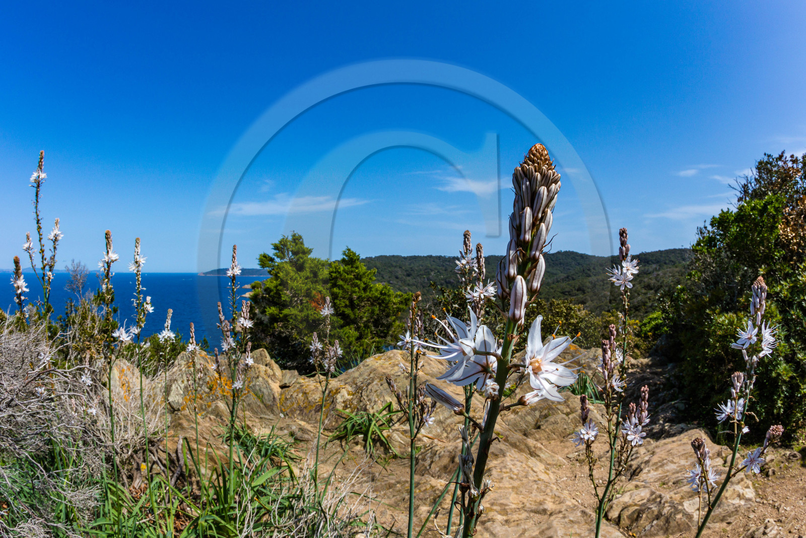 Parc national de Port-Cros, asphodèles