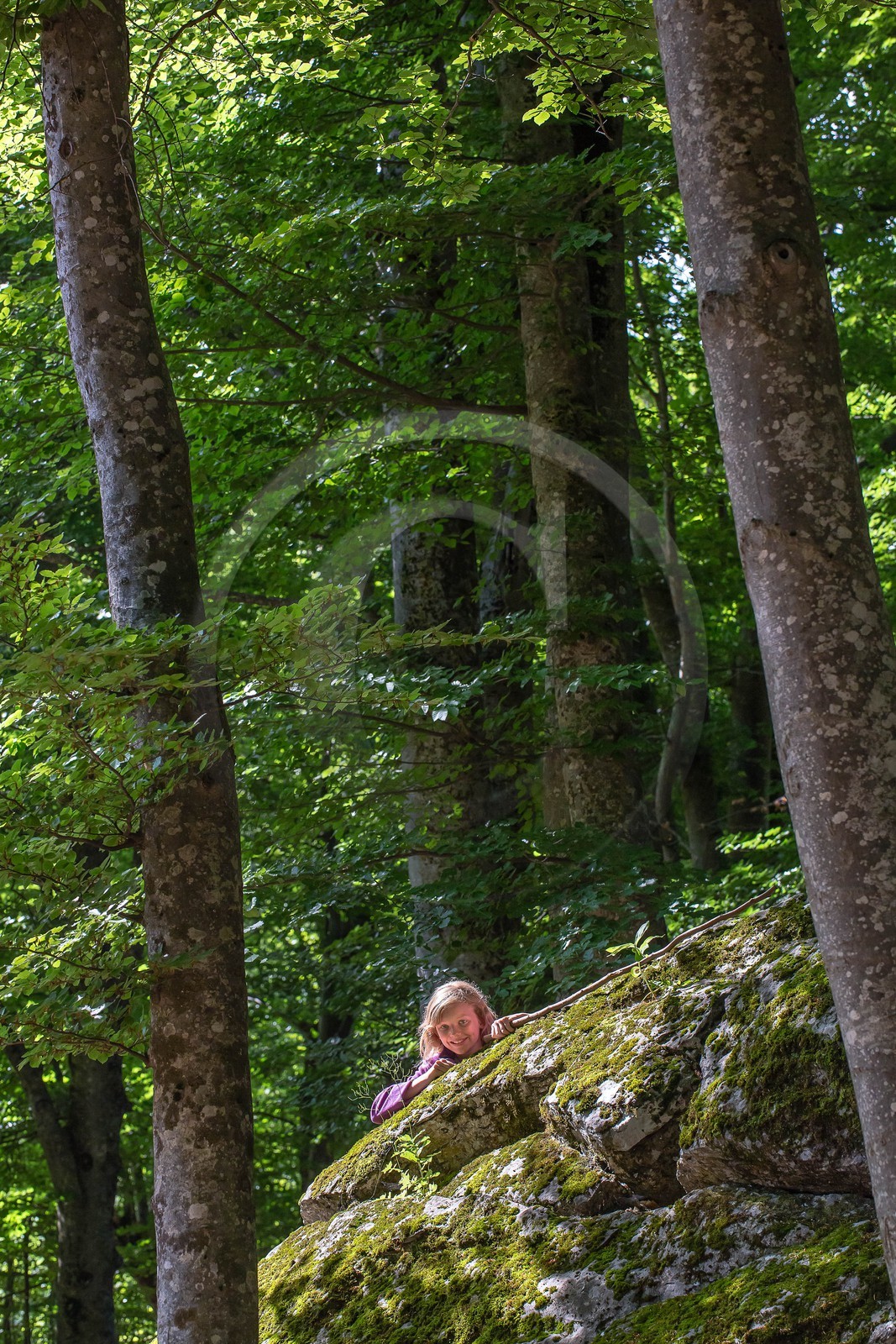 Alpes de Haute-Provence, hêtraie de Pontis
