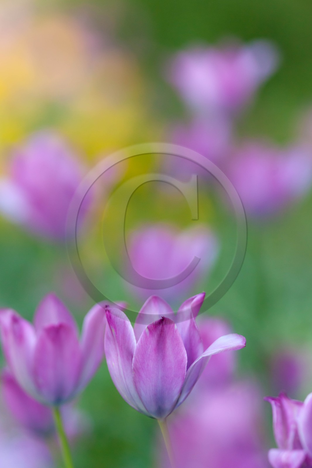 Tulipe de Guillestre, Tulipa platystigma Tulipe de Guillestre, Tulipa platystigma