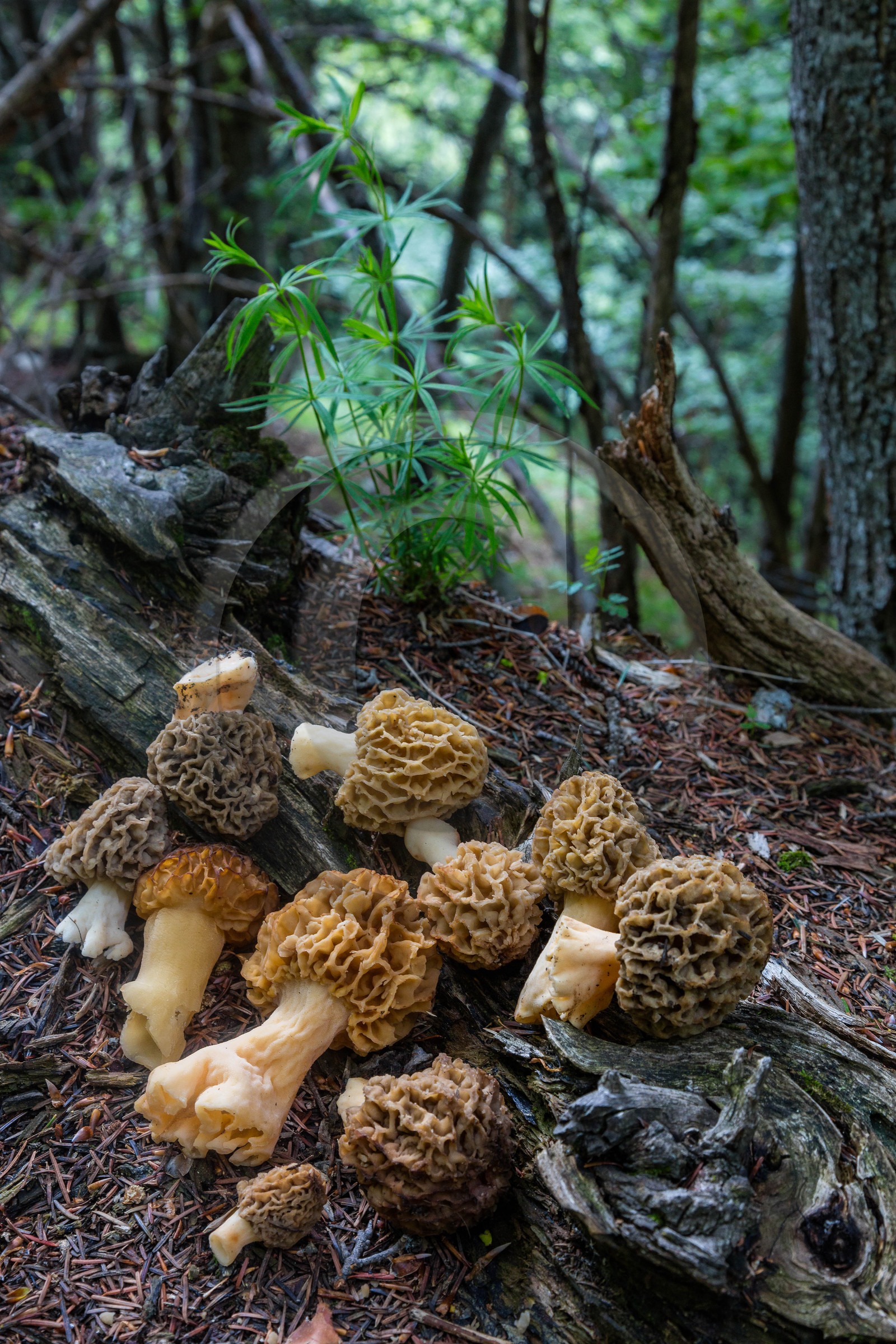 Morille, Morchella