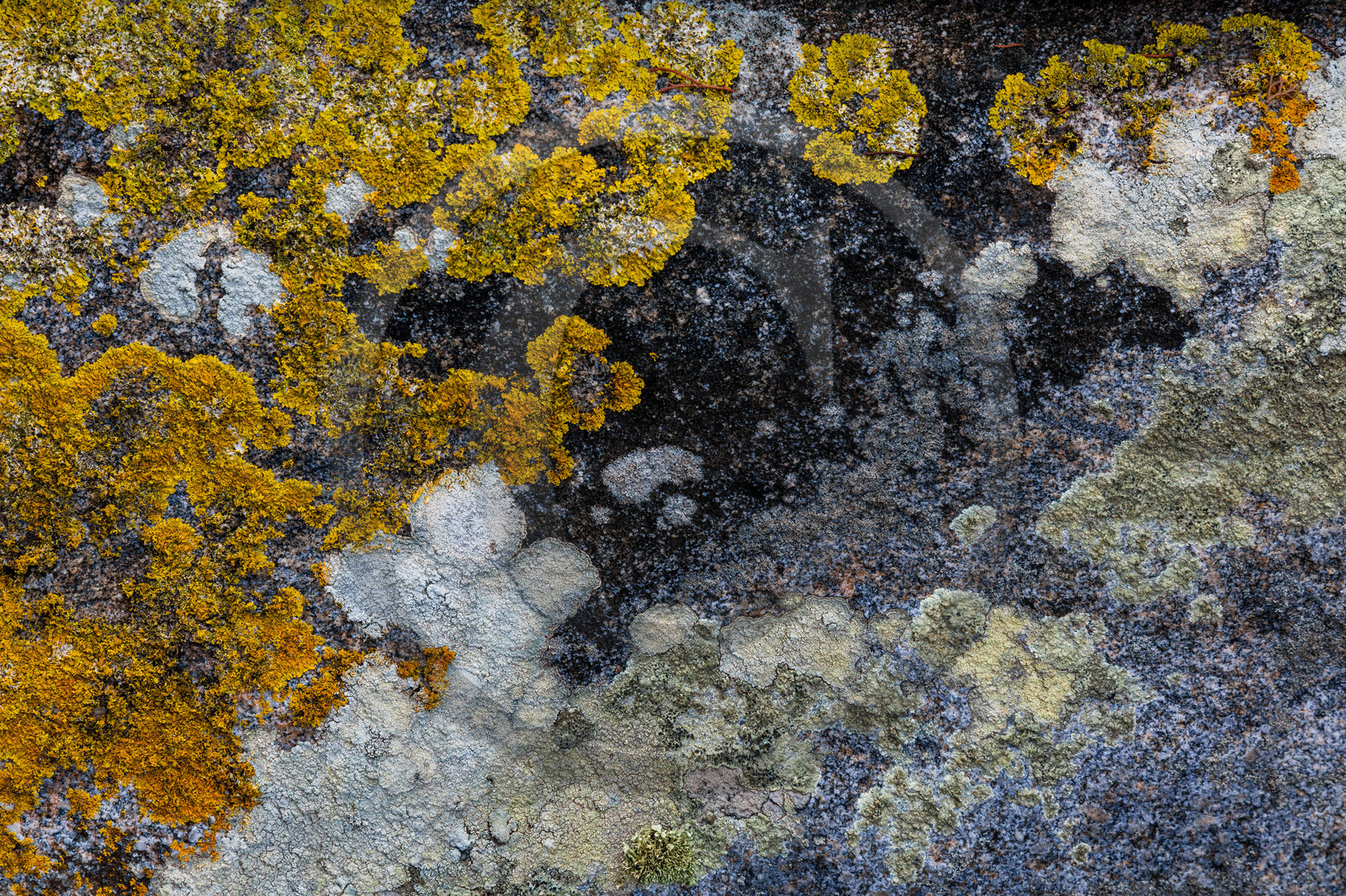 Calanche de Piana , lichen