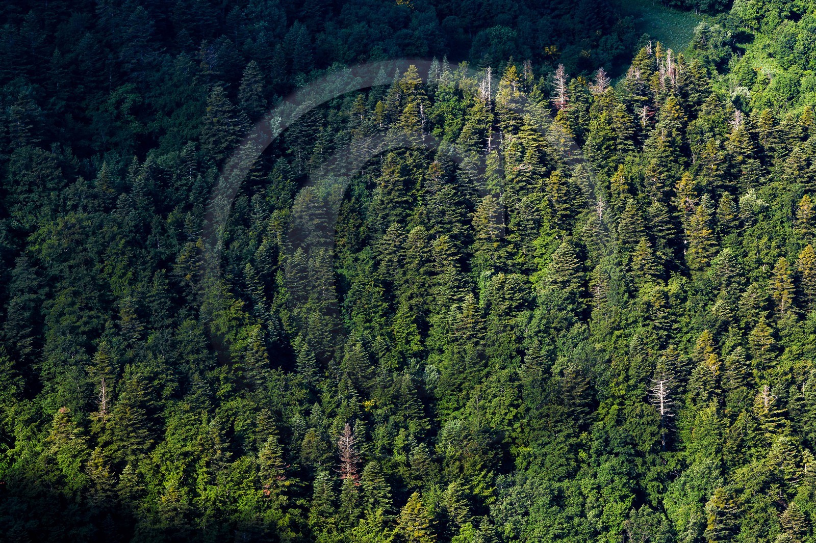 Bois du Chapitre, forêt domaniale de Gap-Chaudun