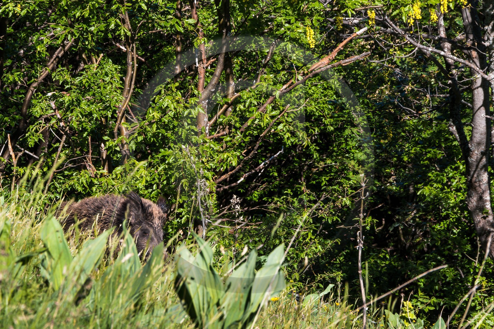 Sanglier , forêt domaniale de Gap-Chaudun