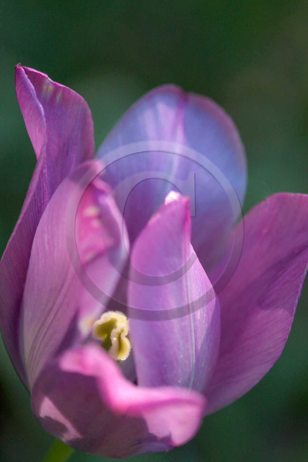 Tulipe de Guillestre, Tulipa platystigma Tulipe de Guillestre, Tulipa platystigma