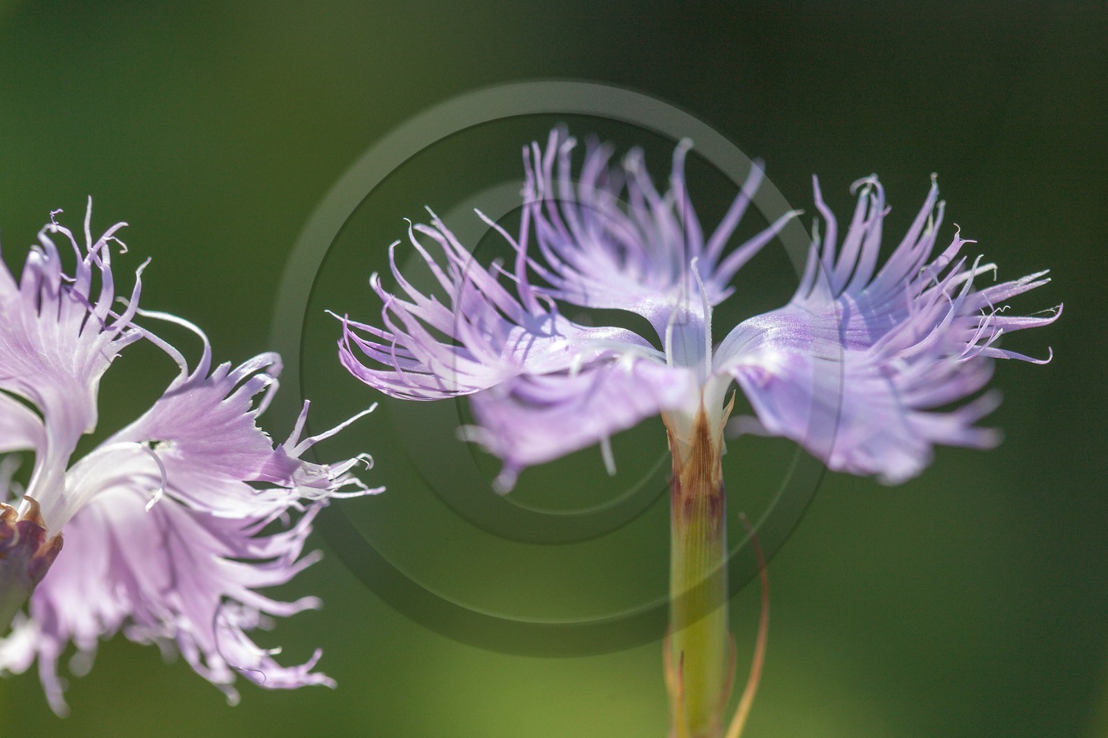 Œillet de Montpellier, Dianthus hyssopifolius Œillet de Montpellier, Dianthus hyssopifolius