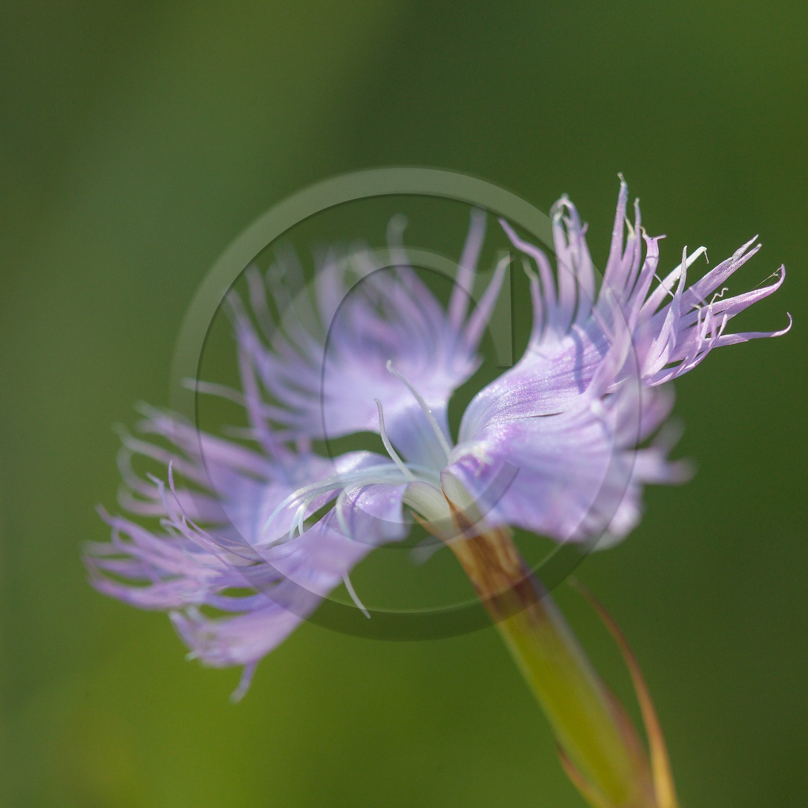 Œillet de Montpellier, Dianthus hyssopifolius Œillet de Montpellier, Dianthus hyssopifolius