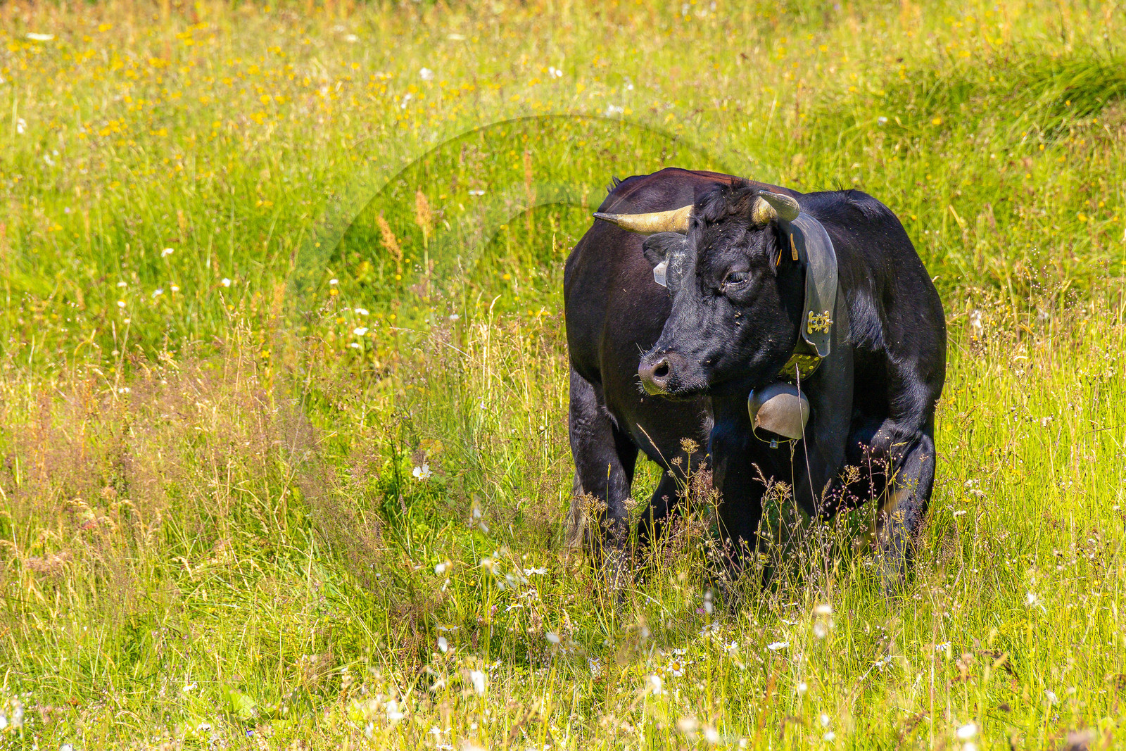 Réserve Naturelle des Contamines-Montjoie