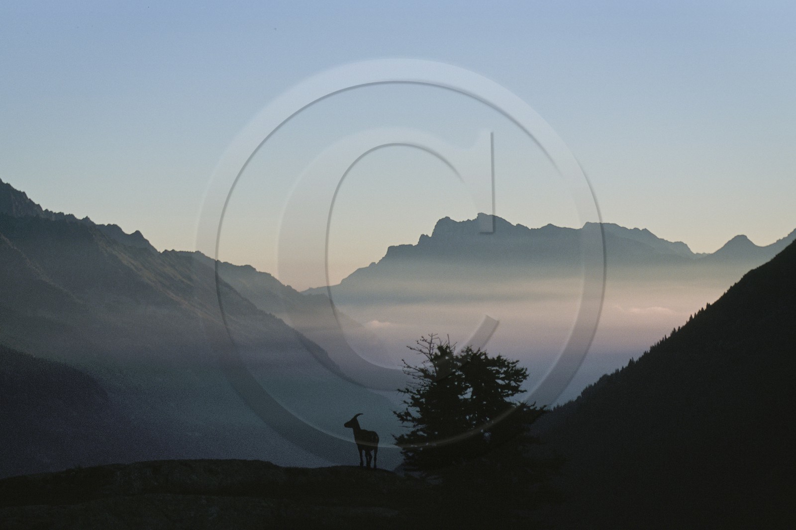 Bouquetin, ou bouquetin des Alpes (Capra ibex)