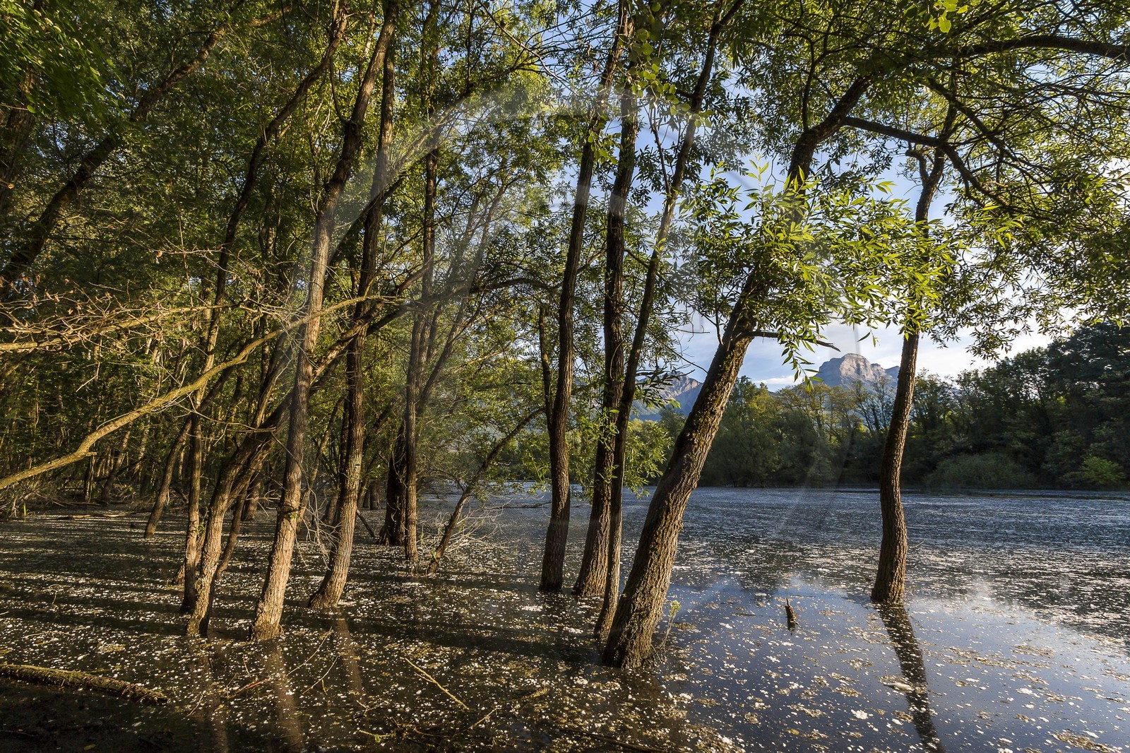 ENS de l'Isère, bois de la Bâtie