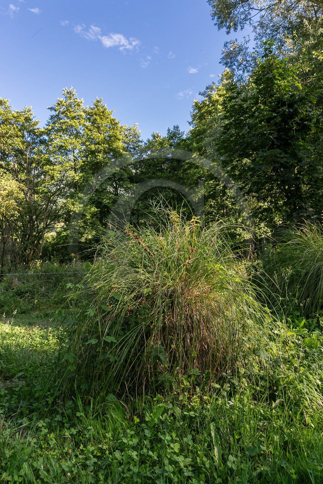ENS de l'Isère, Tourbières de l'Herretang