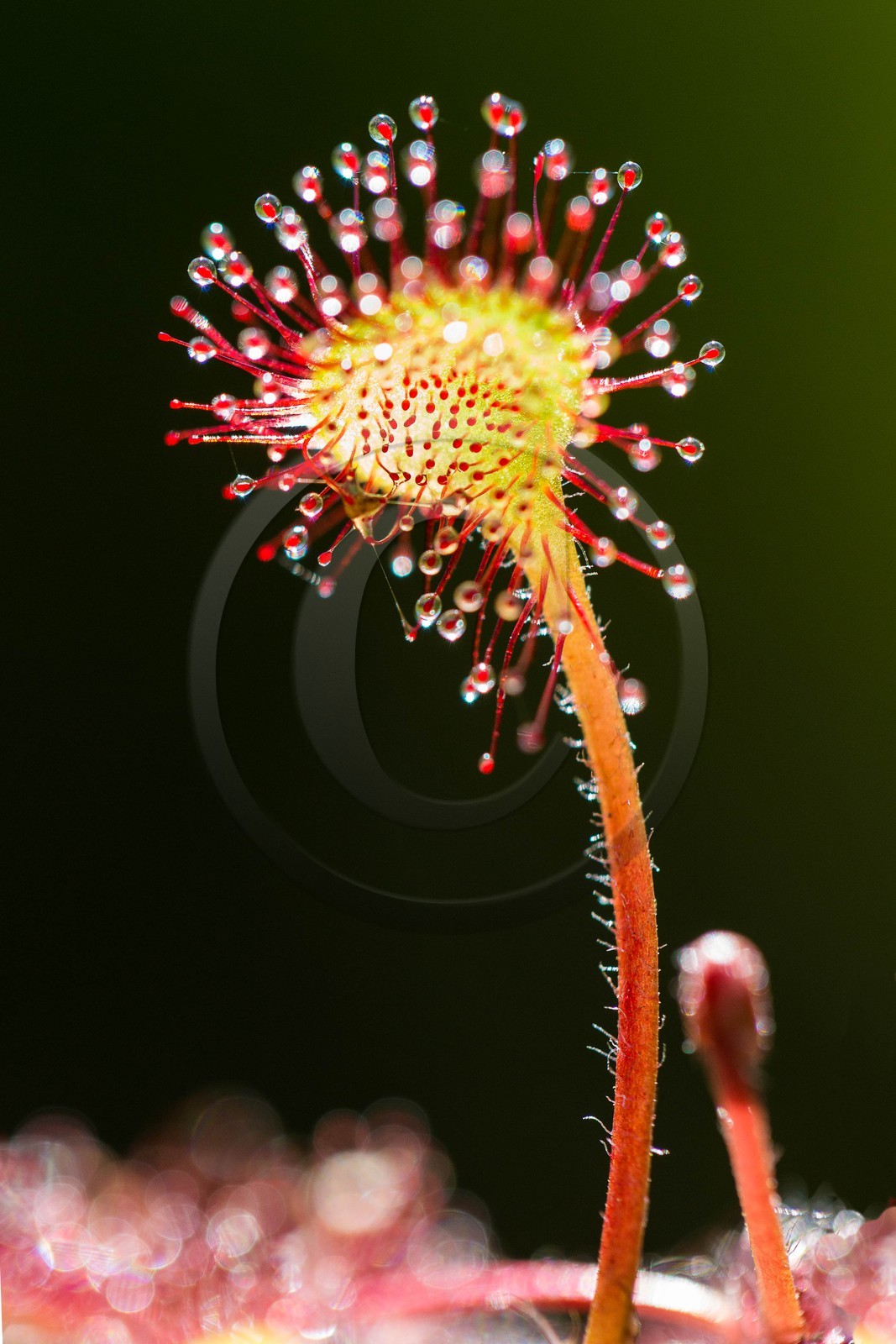 ENS de l'Isère, Tourbière des Planchettes, Rossolis à feuilles rondes (Drosera rotundifolia)
